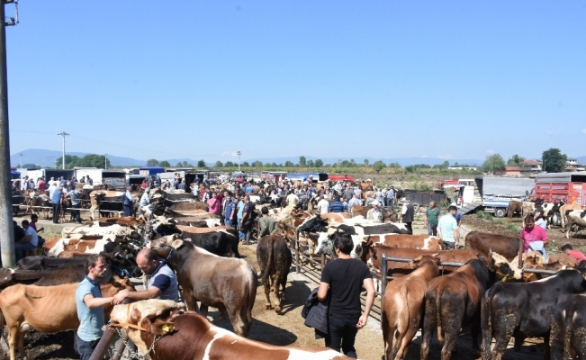 Düzce’de 76 bin 980 küçük ve büyükbaş hayvan var